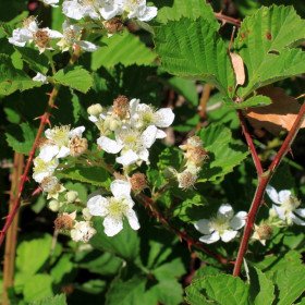 Mûrier sauvage, Ronce à feuilles d'orme, Rubus ulmifolius